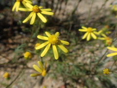Senecio erosus