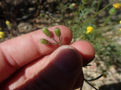 Senecio erosus