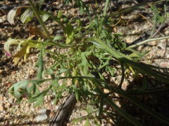 Senecio erosus