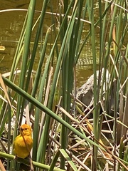 Ploceus bojeri