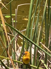 Ploceus bojeri