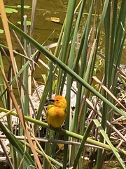 Ploceus bojeri