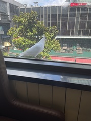 Columba livia domestica