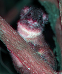 Dendrohyrax arboreus