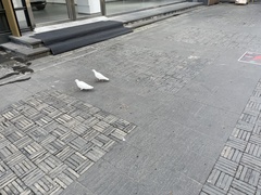 Columba livia domestica