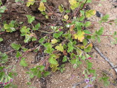 Pelargonium althaeoides