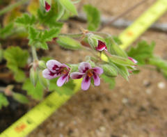 Pelargonium althaeoides