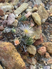 Mesembryanthemoideae