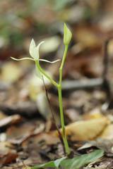 Cymbidium nipponicum