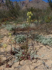 Lyperia tristis