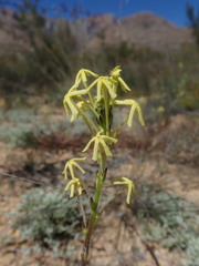 Lyperia tristis