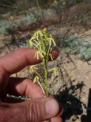 Lyperia tristis