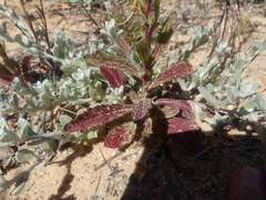 Lyperia tristis