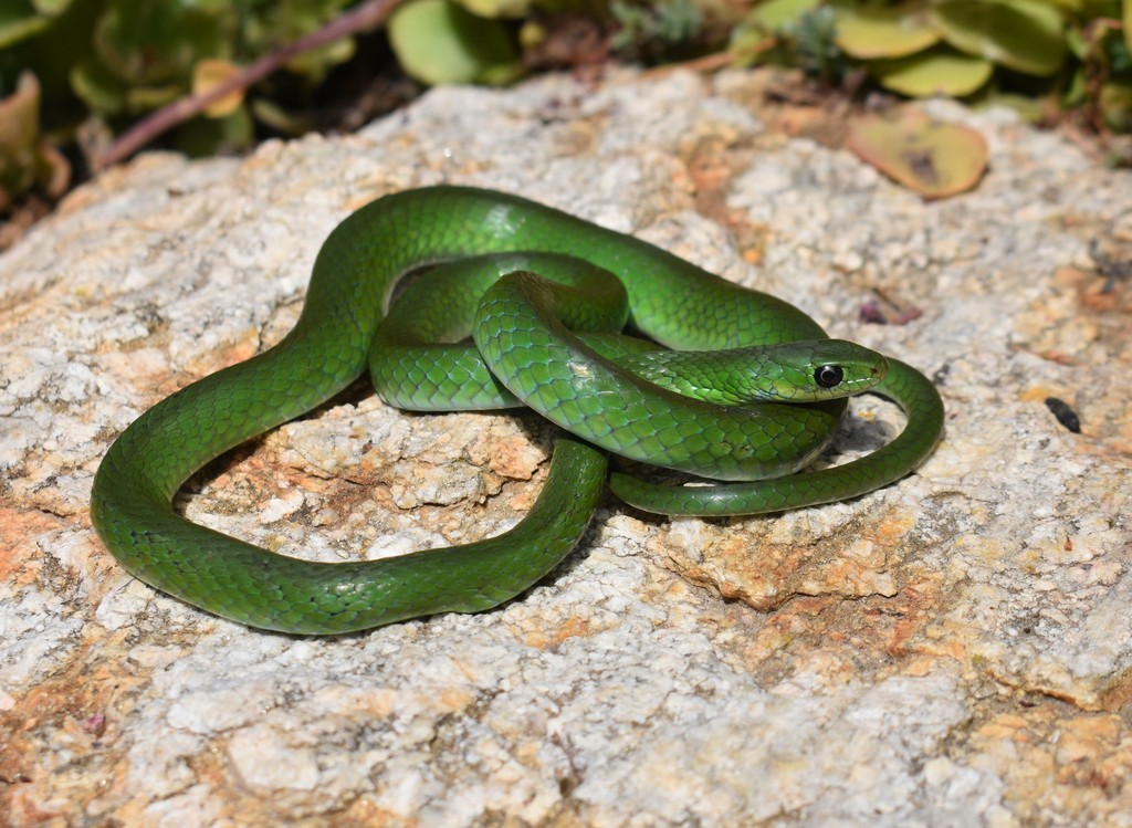 Southeastern Green Snake