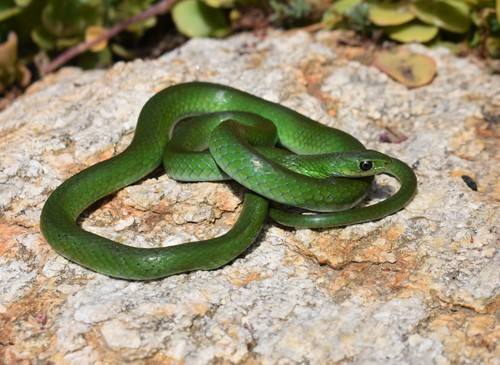 Green Water Snake
