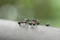 Polyrhachis lamellidens