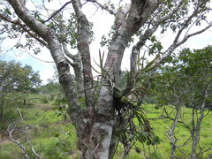 Tillandsia caput-medusae