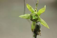 Codonopsis lanceolata