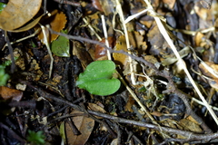 Corybas cheesemanii