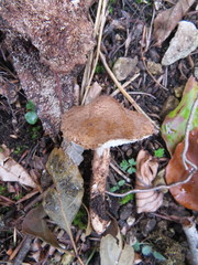 Lepiota calcicola