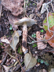 Lepiota calcicola