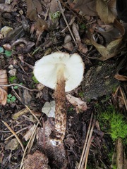 Lepiota calcicola