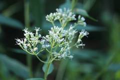 Eupatorium makinoi