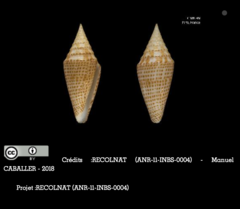 Conus aequiquadratus