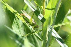 Conocephalus exemptus