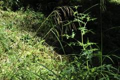 Spodiopogon cotulifer