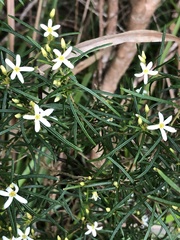 Ricinocarpos glaucus