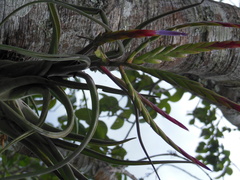 Tillandsia caput-medusae