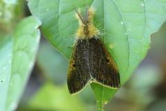 Kuromondokuga niphonis