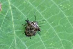 Alcimocoris japonensis