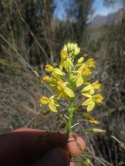 Bulbine lagopus