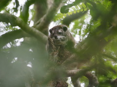 Dendrohyrax arboreus