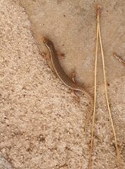 Chalcides ocellatus ocellatus