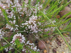 Erica rubiginosa rubiginosa