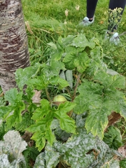Heracleum sphondylium