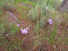 Ixia flexuosa