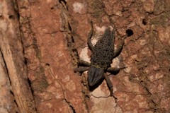 Poropterus ellipticus