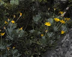 Euryops pectinatus pectinatus