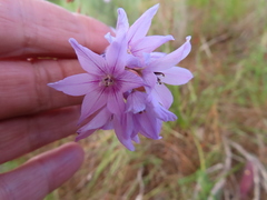 Ixia flexuosa