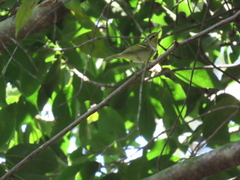 Phylloscopus goodsoni