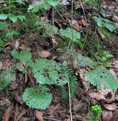 Pachyphragma macrophyllum