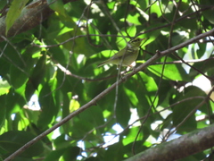 Phylloscopus goodsoni