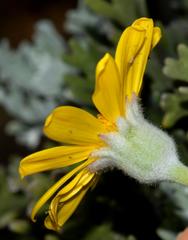 Euryops pectinatus pectinatus