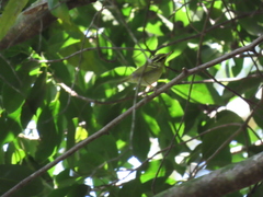 Phylloscopus goodsoni