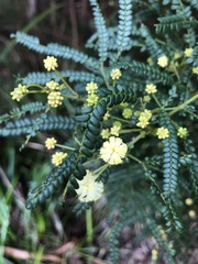 Acacia pentadenia