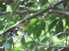 Phylloscopus goodsoni